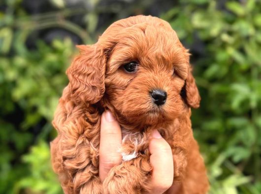 Minik Ve Şirin Teacup Maltipoo görsel