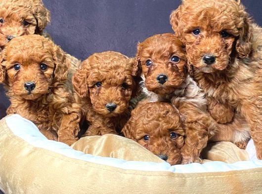 Ruhsatlı Çiftlikten Yılbaşı Şekeri Poodle Yavrular görsel