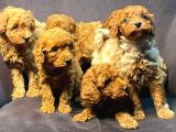 Ruhsatlı Çiftlikten Yılbaşı Şekeri Poodle Yavrular