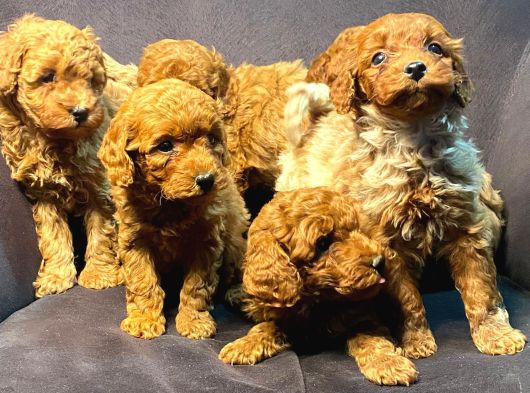 Ruhsatlı Çiftlikten Yılbaşı Şekeri Poodle Yavrular görsel