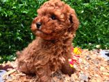 Ruhsatlı çiftlikten Yılbaşı şekeri poodle yavrular