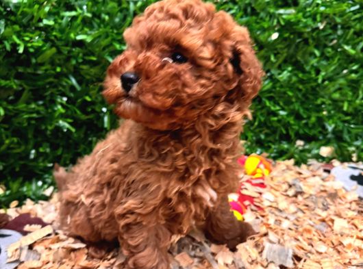 Ruhsatlı Çiftlikten Yılbaşı Şekeri Poodle Yavrular