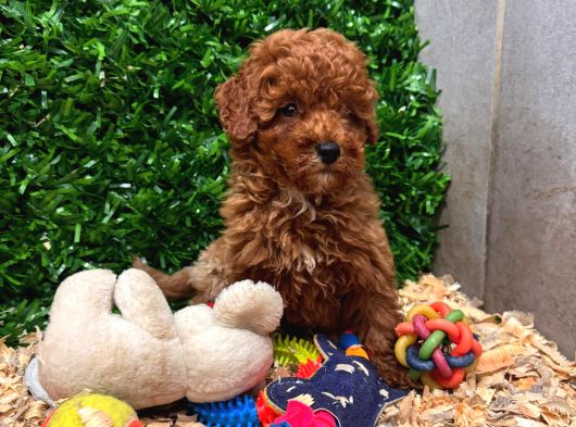 Ruhsatlı Çiftlikten Yılbaşı Şekeri Poodle Yavrular görsel