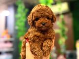 Muhteşem Kore Surat Teacup Poodle Yavrularimiz