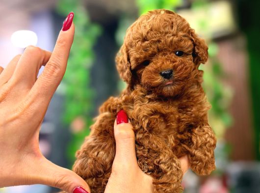 Muhteşem Kore Surat Teacup Poodle Yavrularimiz