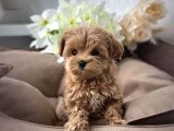 Türki̇ye Nin En İyi̇ Malti̇poo Yavrulari