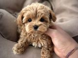 TÜRKİYE NIN EN İYİ MALTİPOO YAVRULARI