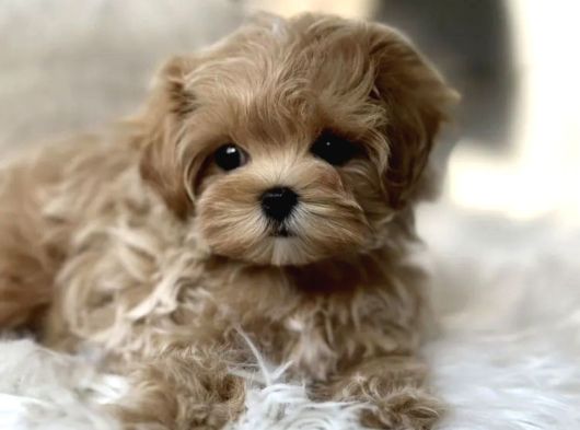 Türki̇ye Nin En İyi̇ Malti̇poo Yavrulari görsel