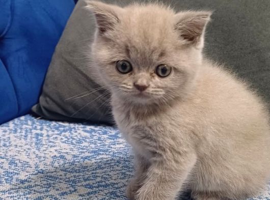 Kali̇te Yavrular Bakmadan Geçme