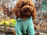 Toy Poodle Kore Kan Yavrular Türkiyenin En Güzelleri