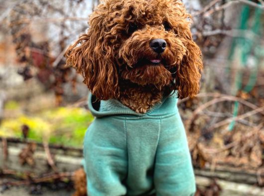Toy Poodle Kore Kan Yavrular Türkiyenin En Güzelleri görsel