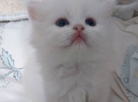 Skodi̇ş Si̇lver Retpoyi̇nt görsel