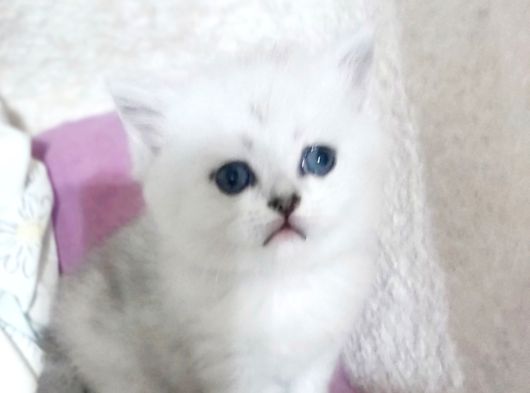 Skodi̇ş Si̇lver Retpoyi̇nt görsel