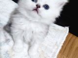 Skodi̇ş Si̇lver Retpoyi̇nt