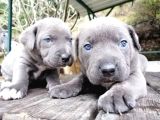Dev Canecorso Yavrularimiz