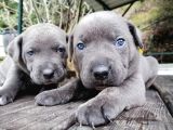 DEV CANECORSO YAVRULARIMIZ