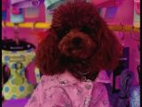 Toy Poodle Kore Kan Yavrular Türkiyenin En Güzelleri