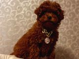 Toy Poodle Kore Kan Yavrular Türkiyenin En Güzelleri