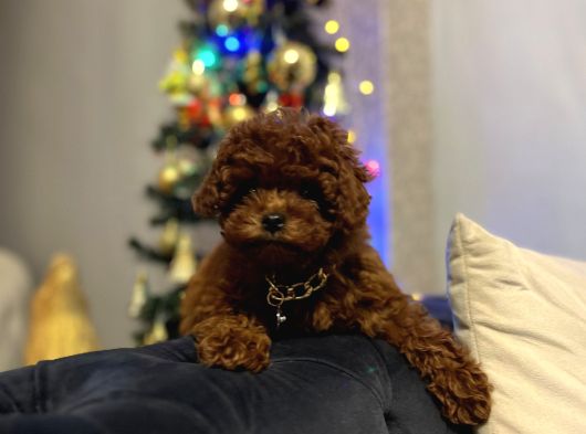 Toy Poodle Kore Kan Yavrular Türkiyenin En Güzelleri görsel