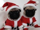 PUGMOPS YAVRULAR ANKARA TÜRKİYENİN EN GÜZELLERİ