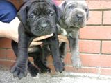 Mükemmel Canecorso Yavrularimiz