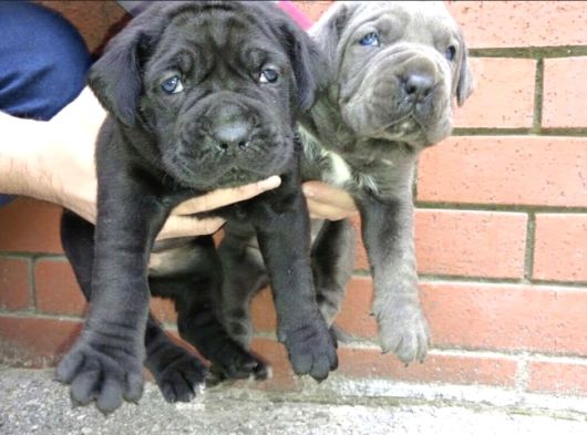 Mükemmel Canecorso Yavrularimiz görsel