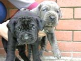 MÜKEMMEL CANECORSO YAVRULARIMIZ