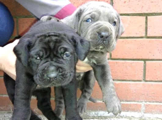 Mükemmel Canecorso Yavrularimiz