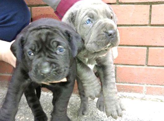 Mükemmel Canecorso Yavrularimiz görsel