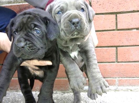 Mükemmel Canecorso Yavrularimiz görsel