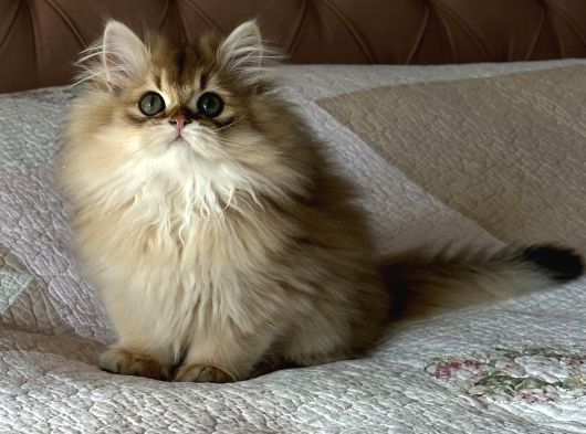 Safkan Secereli British Longhair Erkek görsel