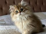 Safkan Secereli British Longhair Erkek