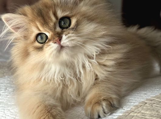 Safkan Secereli British Longhair Erkek