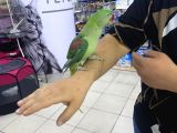 Full Evcil Isirmayan 8 Aylik Alexander Papağani