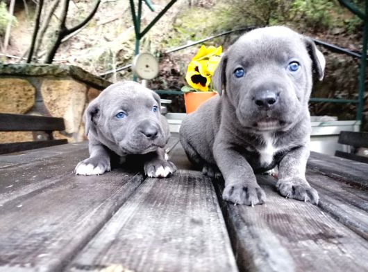 Dev Canecorso Yavrularimiz görsel
