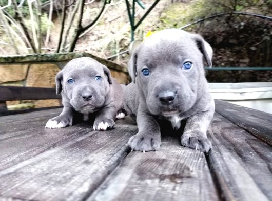 Dev Canecorso Yavrularimiz görsel