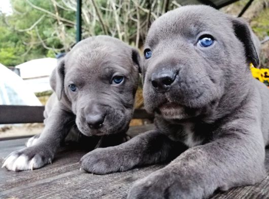 Dev Canecorso Yavrularimiz görsel