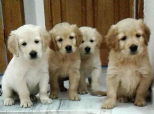Golden Retriever Yavrular görsel