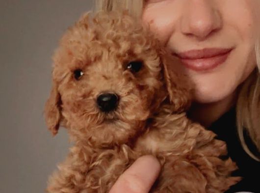 Toy Poodle Yavrularımız
