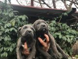 DEV GİBİ CANE CORSO YAVRULARIMIZ