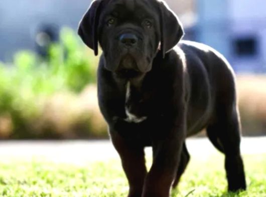 Cane Corso En Kalitelisi Bizde Var görsel