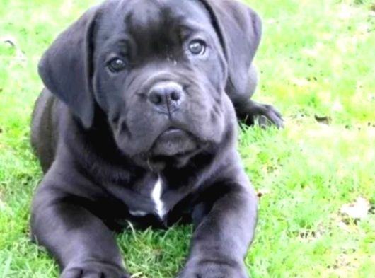 Cane Corso En Kalitelisi Bizde Var