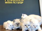 Top Kafa Scottish Fold Yavrulari Fenomen Pet Shop Ankara