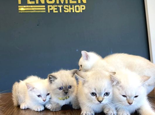 Top Kafa Scottish Fold Yavrulari Fenomen Pet Shop Ankara görsel