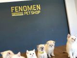 Kedi̇ci̇den Renk Renk British Shorthair Yavrulari Ankara