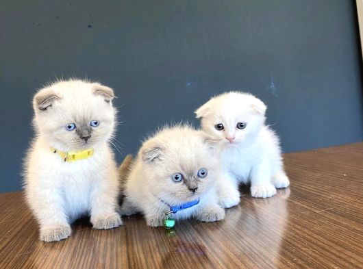 Top Kafa Scottish Fold Yavrulari Fenomen Pet Shop Ankara