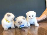 Kedi̇ci̇den Renk Renk British Shorthair Yavrulari Ankara