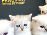 Kedi̇ci̇den Renk Renk British Shorthair Yavrulari Ankara