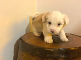 Maltipoo Yavrularımız Uygundur