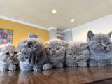 Top Kafa Scottish Fold Yavrulari Fenomen Pet Shop Ankara
